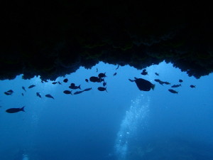 メガネ岩の中の魚たち