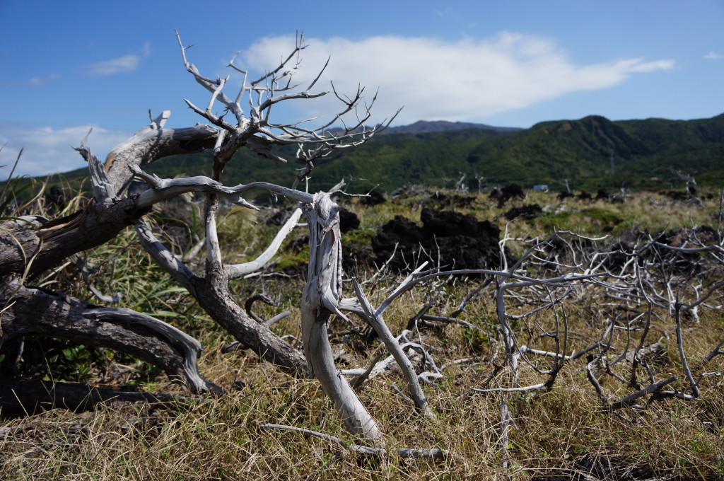 三宅島の枯れた木々