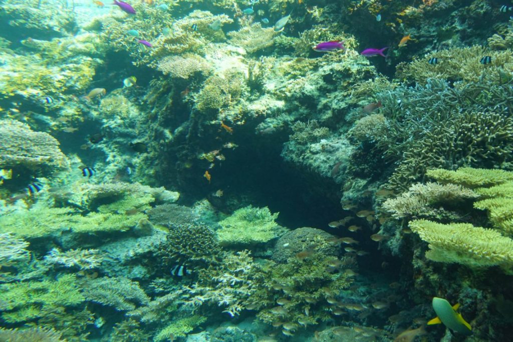 美ら海水族館のサンゴ