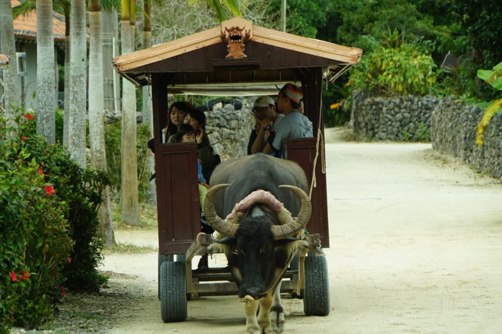 竹富島の道を行き交う水牛
