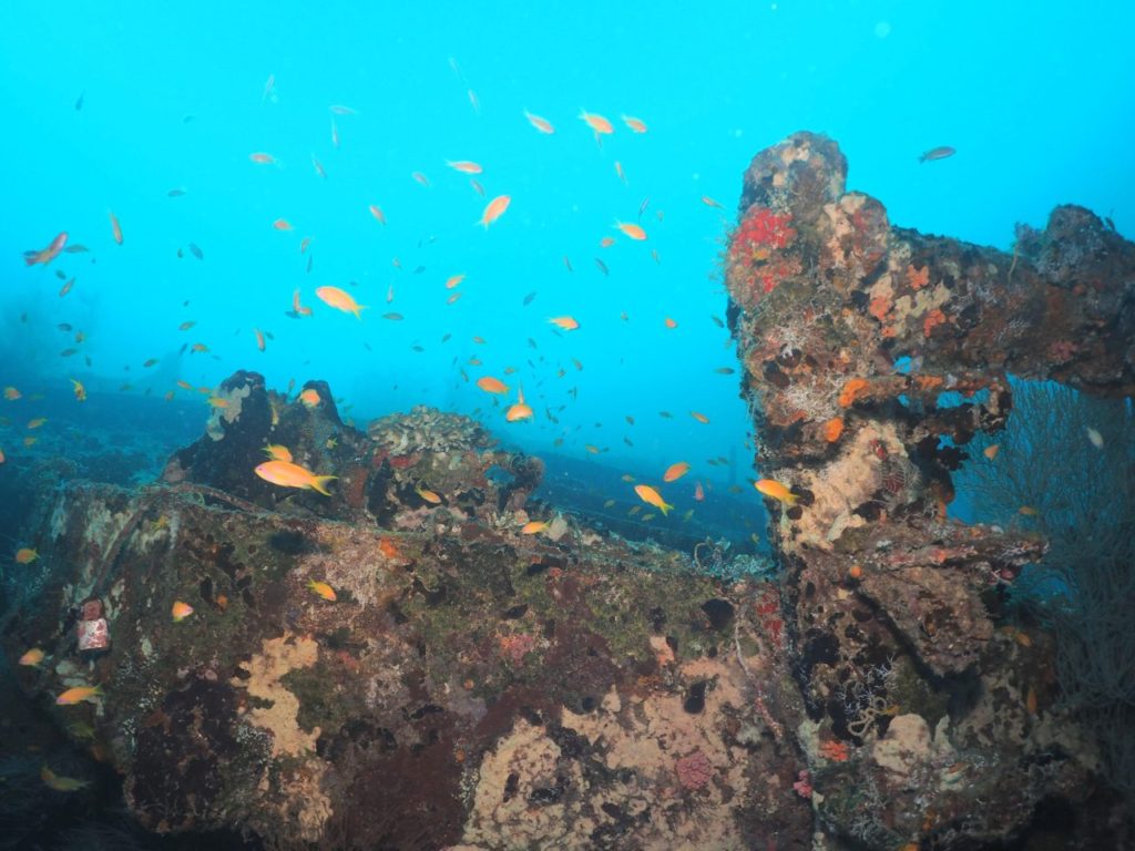 モルディブ南マーレ環礁のクダ・ギリにある沈船とハナダイ