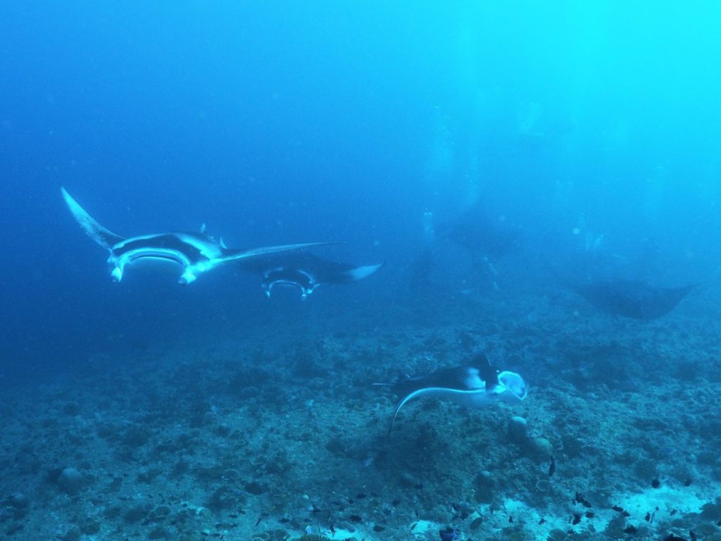 モルディブ・アリ環礁のランガリ・マディバルで遭遇したマンタの群れ
