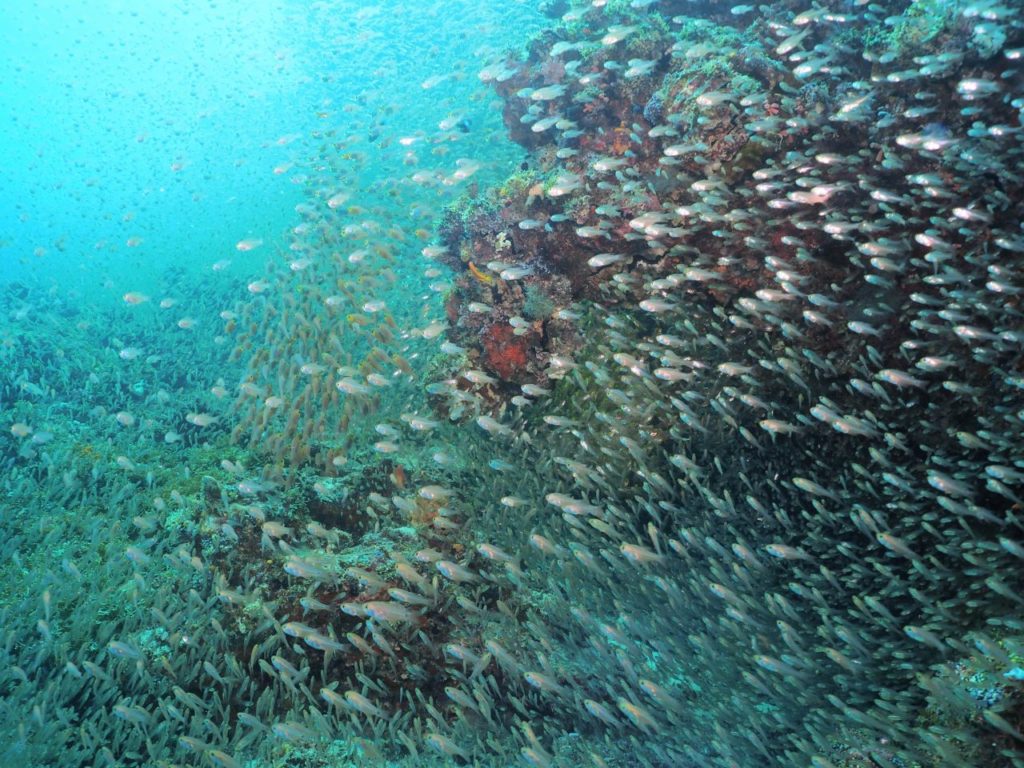 モルディブ・アリ環礁のリーティ・ティラにいたスカシテンジクダイとキンメモドキの群れ