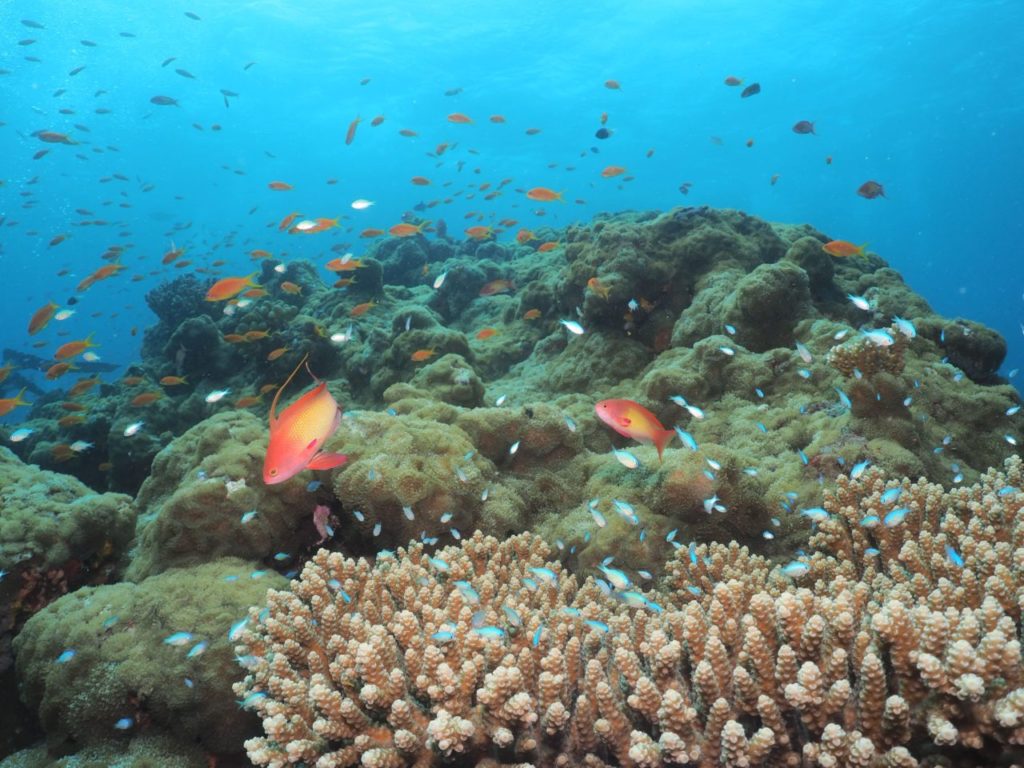 モルディブ・アリ環礁のデガ・ティラにいたハナダイとサンゴ