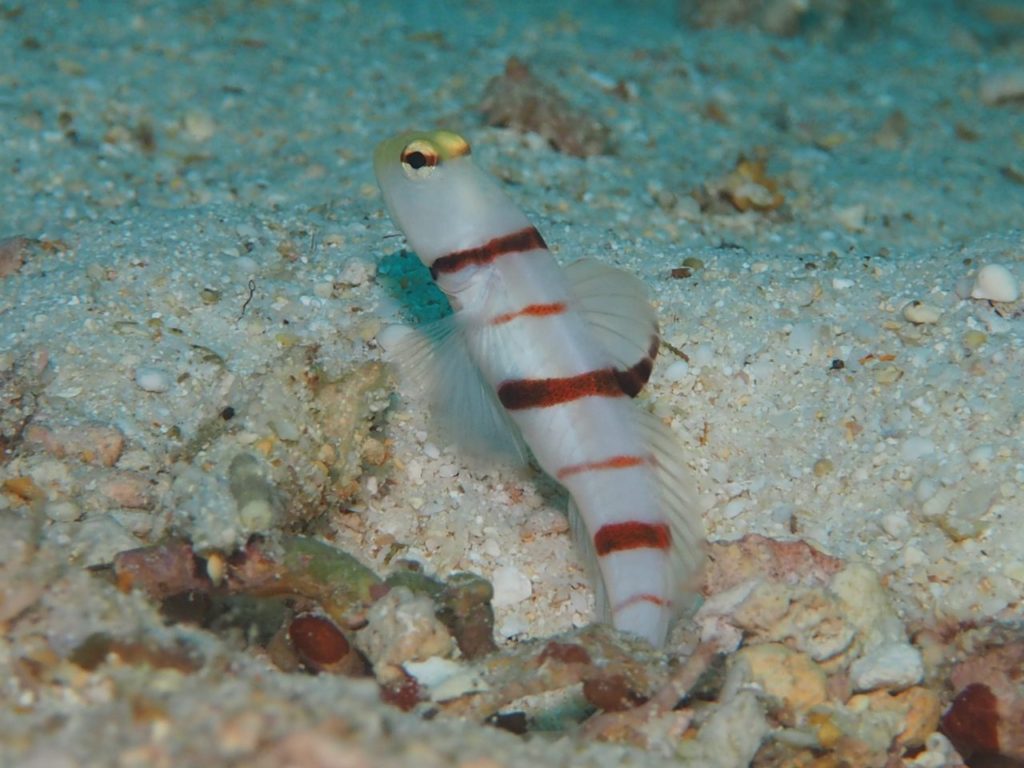 モルディブ・アリ環礁のフェスドゥ・レックで見つけたドラキュラシュリンプゴビー