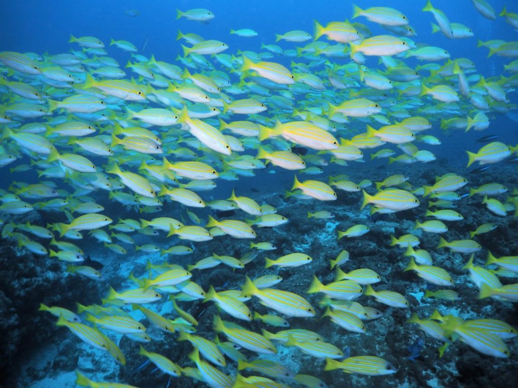 モルディブ・アリ環礁のフィッシュ・ヘッドで群れるベンガルスナッパーと並走