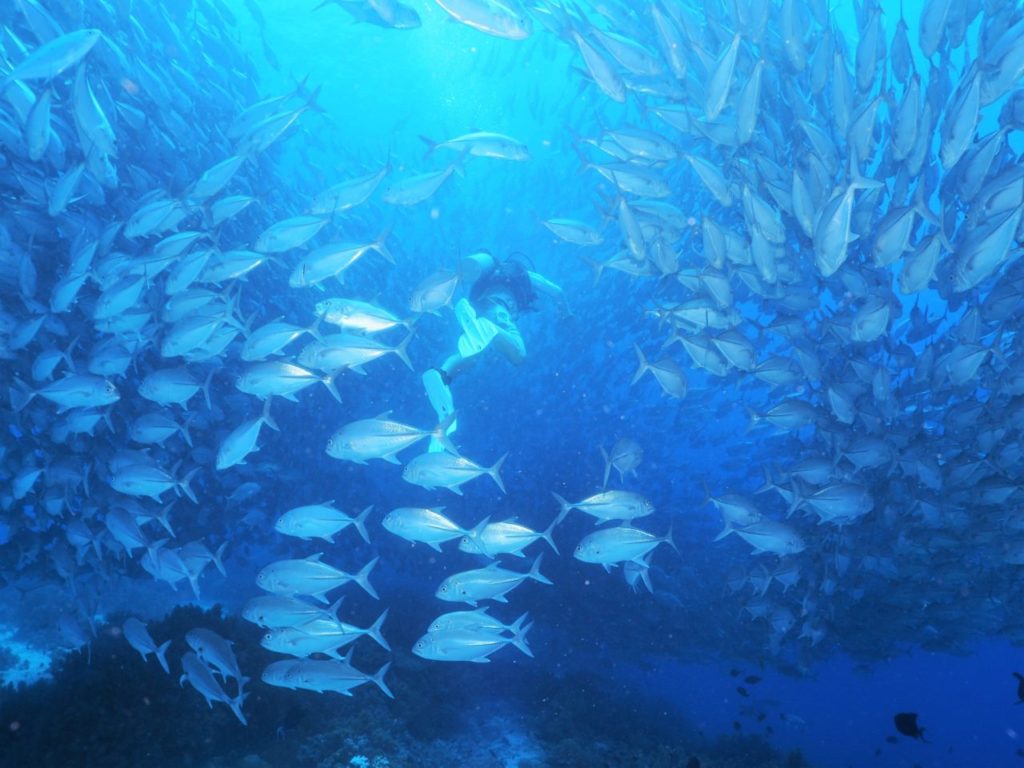 バリカサグ島のギンガメアジの群れに囲まれるダイバー