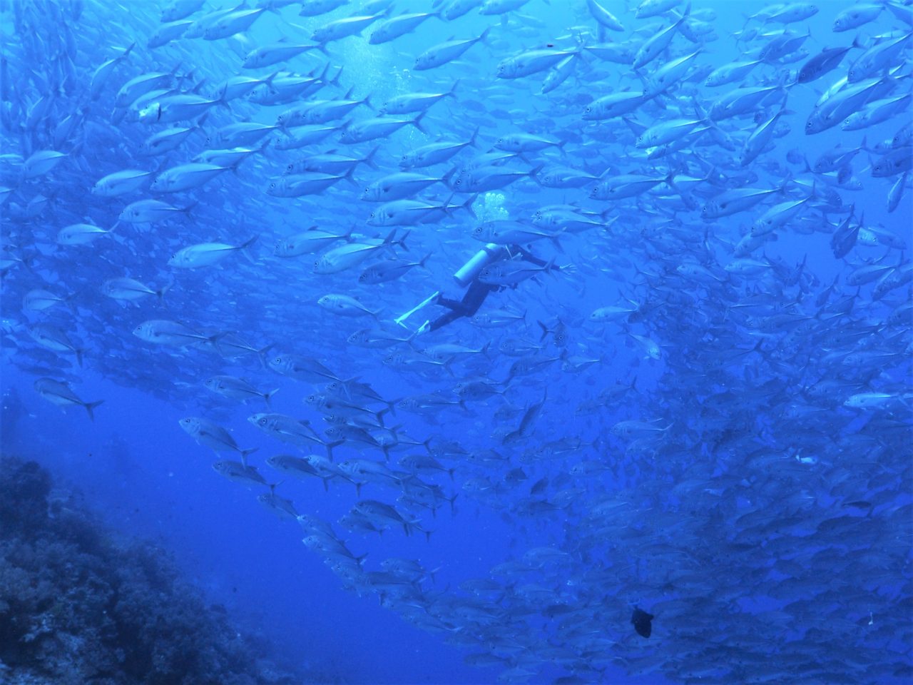 バリカサグ島のギンガメアジの群れの中を泳ぐダイバー