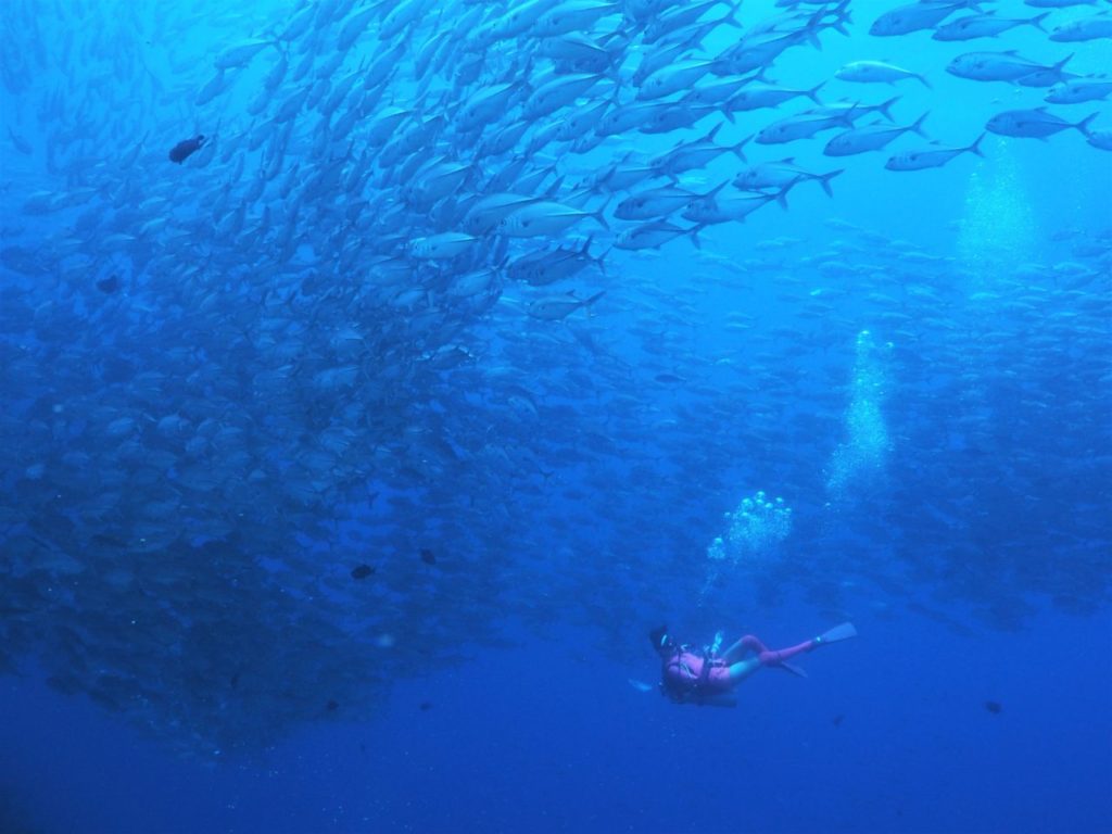 バリカサグ島のギンガメアジリバーに飛び込むダイバー