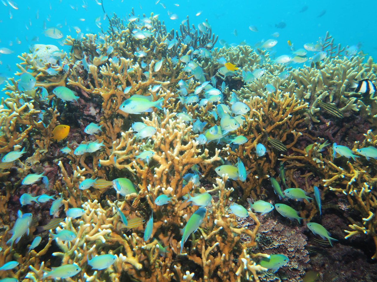 パングラオ島北の枝サンゴに群がるスズメダイ