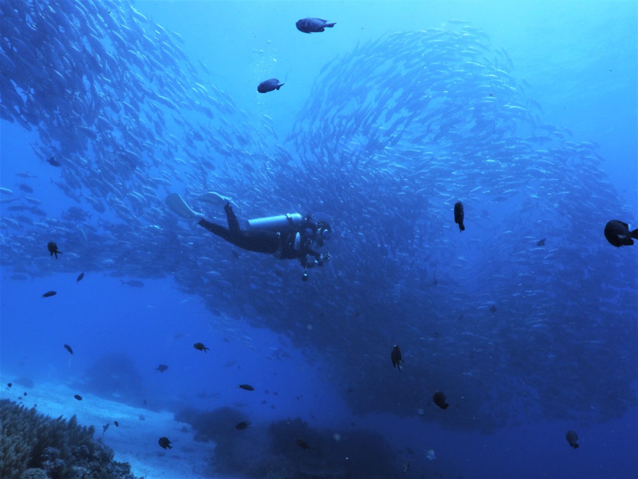 バリカサグ島で渦を巻くギンガメアジの群れ
